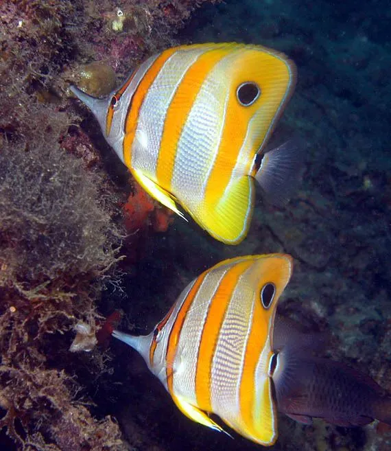 Almindelig pincetfisk (Chelmon rostratus) 6-8 cm